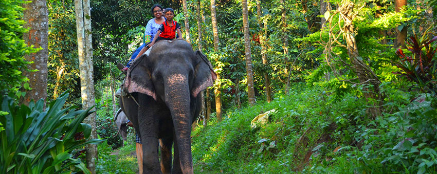 advencture-tour-gorumara